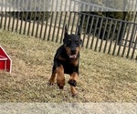 Small #5 Doberman Pinscher