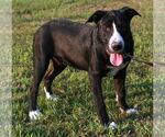 Small #5 Chinese Shar-Pei-Labrador Retriever Mix