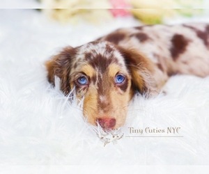 Dachshund Puppy for sale in ASTORIA, NY, USA