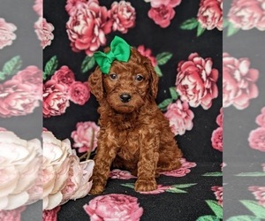 Miniature Labradoodle Puppy for sale in NOTTINGHAM, PA, USA