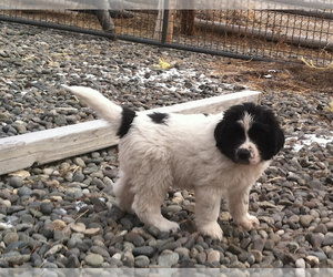 Great Pyrenees-Newfoundland Mix Puppy for sale in LOVELL, WY, USA