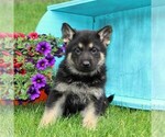 Small Photo #1 German Shepherd Dog Puppy For Sale in PEACH BOTTOM, PA, USA
