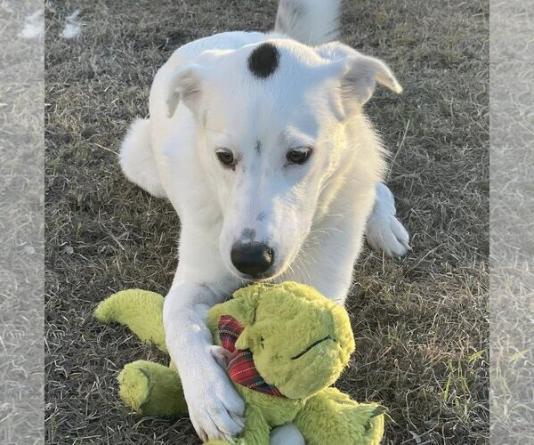 Medium Photo #18 Great Pyrenees-Unknown Mix Puppy For Sale in Garland, TX, USA