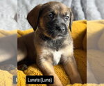Small #1 Mutt