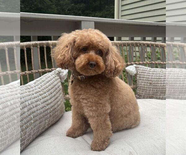 Medium Photo #1 Poodle (Toy) Puppy For Sale in NEW HOLLAND, PA, USA