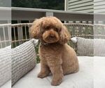 Small Photo #1 Poodle (Toy) Puppy For Sale in NEW HOLLAND, PA, USA