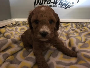 Cockapoo Puppy for sale in RAINSVILLE, AL, USA
