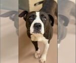 Small #8 American Pit Bull Terrier-American Staffordshire Terrier Mix