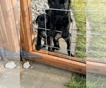 Puppy Puppy 4 Cane Corso