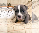 Small Photo #2 American Bully Puppy For Sale in BEDFORD, MA, USA