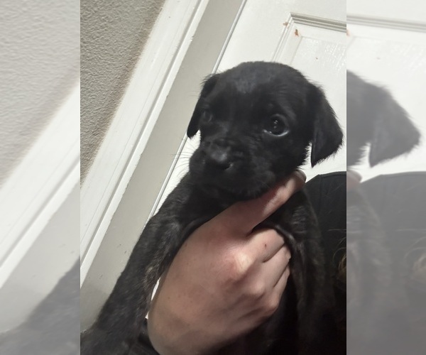 Medium Photo #39 Cane Corso Puppy For Sale in LIVERMORE, CA, USA