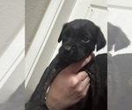 Small Photo #39 Cane Corso Puppy For Sale in LIVERMORE, CA, USA