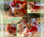 Small Photo #4 Chihuahua Puppy For Sale in Plantation, FL, USA