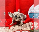 Puppy 1 French Bulldog