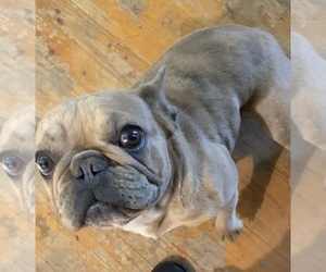 Mother of the French Bulldog puppies born on 06/02/2026