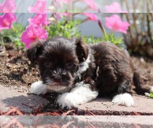 Havanese Puppy for sale in ORO VALLEY, AZ, USA