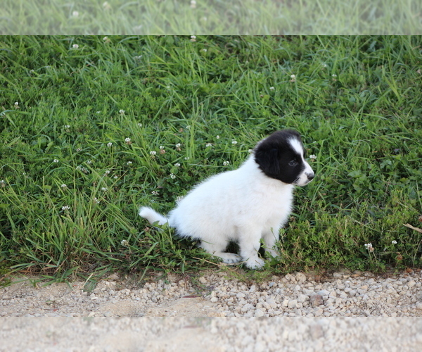 Medium Photo #19 Border Collie Puppy For Sale in BLOOMINGTON, WI, USA