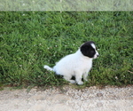 Small Photo #19 Border Collie Puppy For Sale in BLOOMINGTON, WI, USA