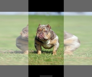 Father of the American Bully puppies born on 01/24/2023