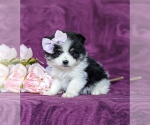 Pomeranian Puppy for sale in CHRISTIANA, PA, USA