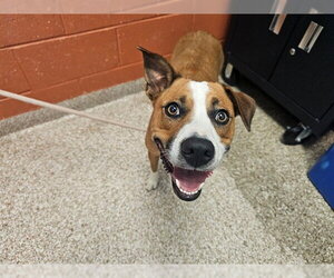 Mutt Dogs for adoption in Pueblo, CO, USA