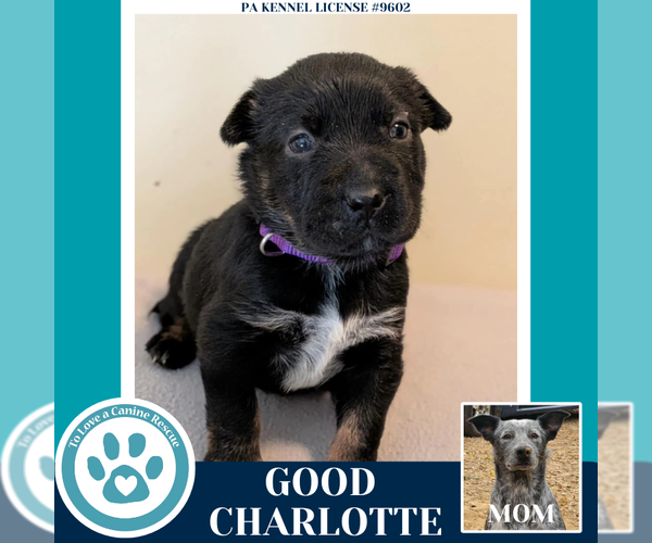 Medium Photo #4 Mutt Puppy For Sale in Kimberton, PA, USA