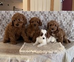 Small #4 Cavapoo (Miniature)