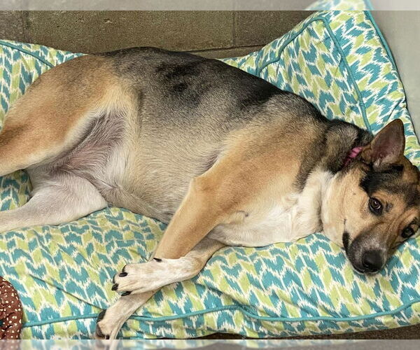 Medium Photo #6 Mutt Puppy For Sale in Evansville, IN, USA