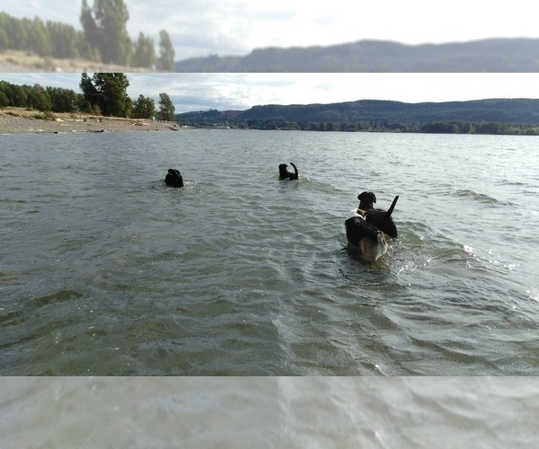 Medium Photo #43 Labrador Retriever Puppy For Sale in WOODLAND, WA, USA