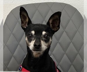 Chihuahua-Unknown Mix Dogs for adoption in Chandler, AZ, USA