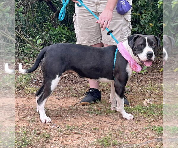Medium Photo #3 Boxer-Pointer Mix Puppy For Sale in McCormick, SC, USA
