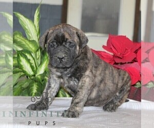 Mastiff Puppy for sale in RED LION, PA, USA