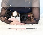 Small Photo #5 Shih Tzu Puppy For Sale in BUFORD, GA, USA