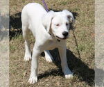 Small #2 Argentinian Mastiff-Great Pyrenees Mix