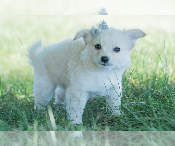Medium Photo #123 Chihuahua Puppy For Sale in WARSAW, IN, USA
