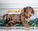 Puppy Camila Dachshund