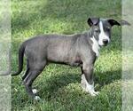 Small #1 Labrador Retriever Mix