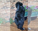 Small #7 Aussiedoodle