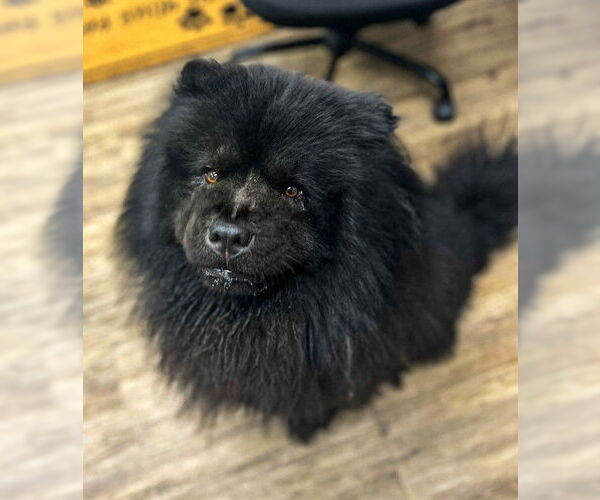 Medium Photo #1 Chow Chow Puppy For Sale in Westminster, MD, USA