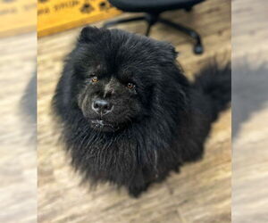 Chow Chow Dogs for adoption in Westminster, MD, USA