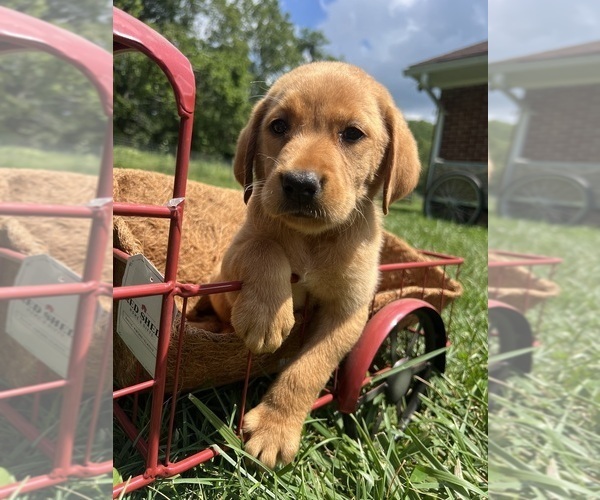 Medium Photo #1 Labrador Retriever Puppy For Sale in NEOLA, WV, USA