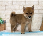 Small #2 Shiba Inu