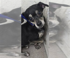 Chihuahua-Unknown Mix Dogs for adoption in San Bernardino, CA, USA