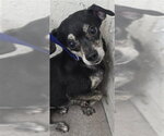 CHARLIE - Male Chihuahua-Unknown Mix Dog for Adoption - Small photo