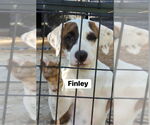 Small #2 American Bulldog