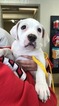 Small Photo #1 American Pit Bull Terrier Puppy For Sale in SPOKANE, WA, USA