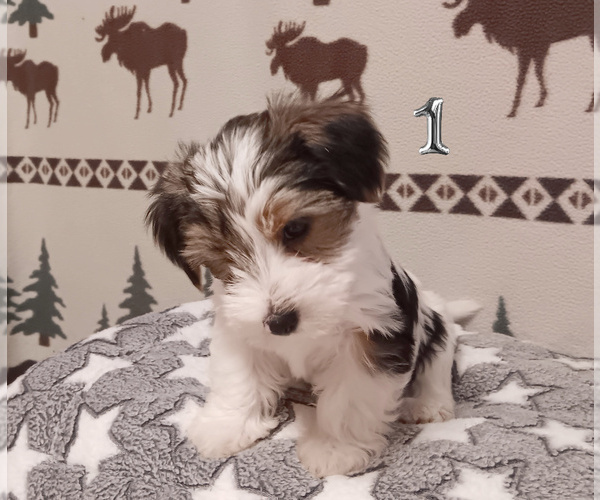 Medium Photo #2 Biewer Yorkie Puppy For Sale in GRANBURY, TX, USA