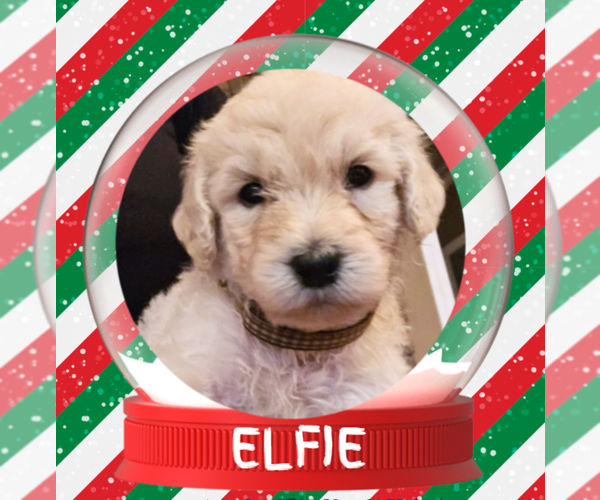 Medium Photo #18 Goldendoodle Puppy For Sale in ATHENS, TN, USA