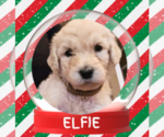 Small Photo #18 Goldendoodle Puppy For Sale in ATHENS, TN, USA