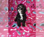 Small #5 Morkie